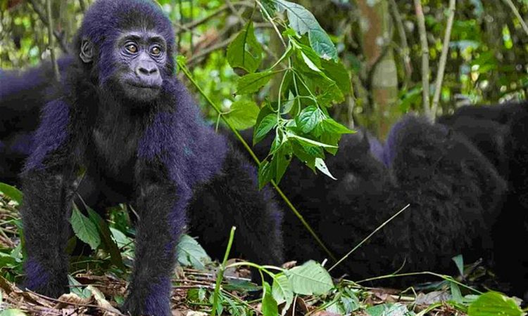 2 Days Bwindi Gorilla Safari from Kigali