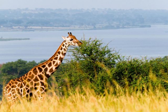 6 days Uganda wildlife safari