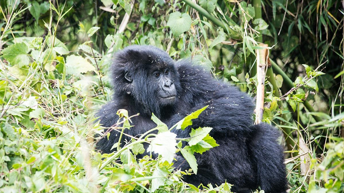 Gorilla Trekking Safaris