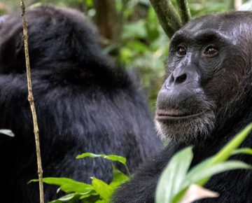 4 Days Kibale and Queen Elizabeth National Park Tour