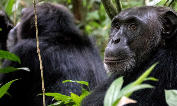 Chimpanzee Trekking in Nyungwe National park Vs Kibale National park