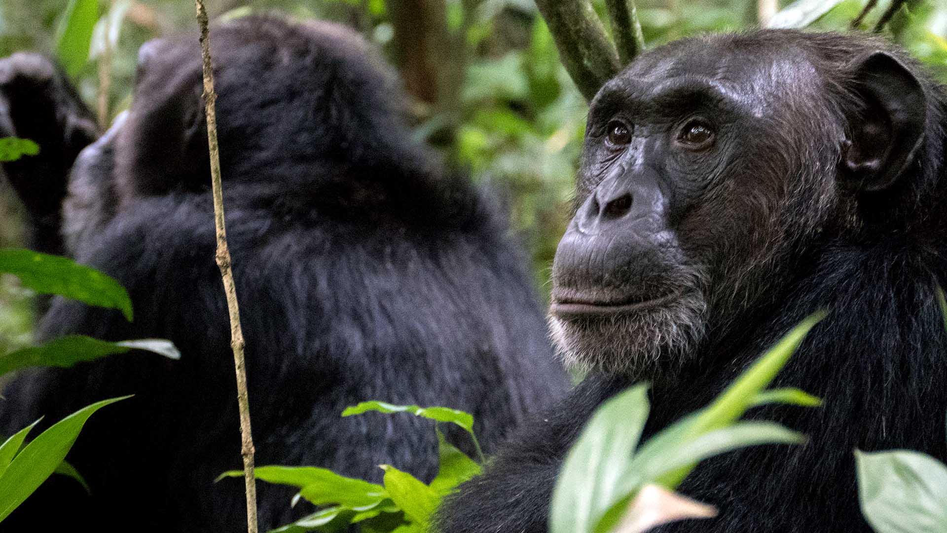 Chimpanzee trekking permits in Uganda 2022