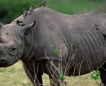 5 Days Uganda Safari
