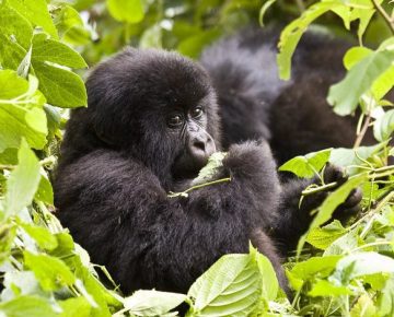 6 Days Virunga Classic Package