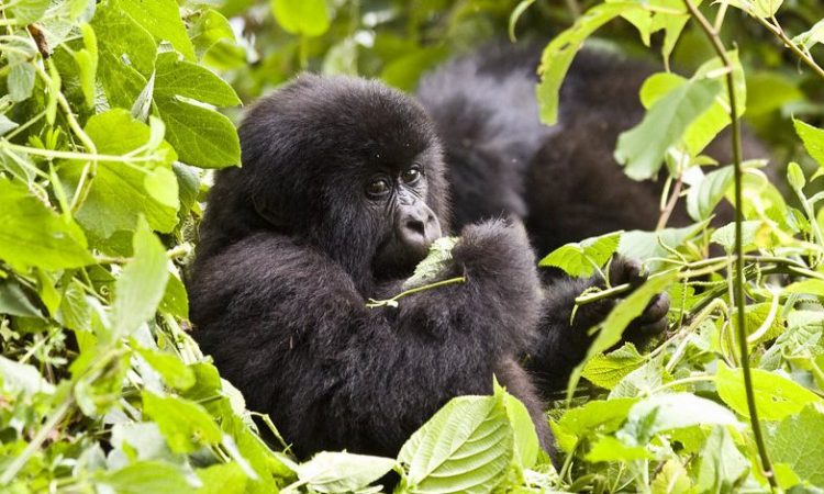 6 Days Virunga Classic Package