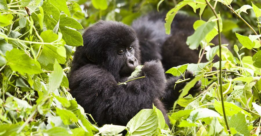 6 Days Virunga Classic Package