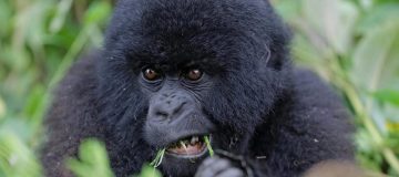 6 Days Virunga Classic Package