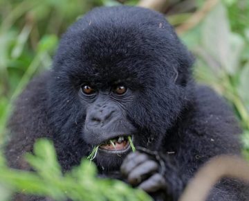 6 Days Virunga Classic Package