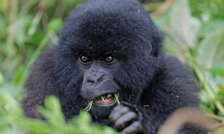 6 Days Virunga Classic Package