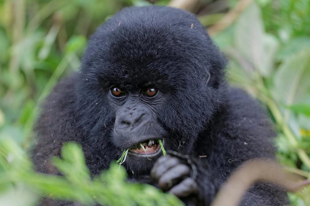 6 Days Virunga Classic Package