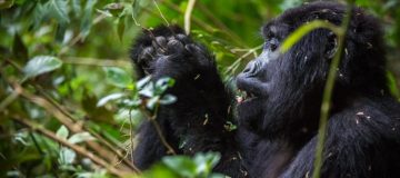 8 Days Explore Rwanda Tour