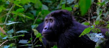 Best Gorilla Trekking Destination In Africa