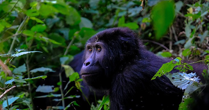 Best Gorilla Trekking Destination In Africa