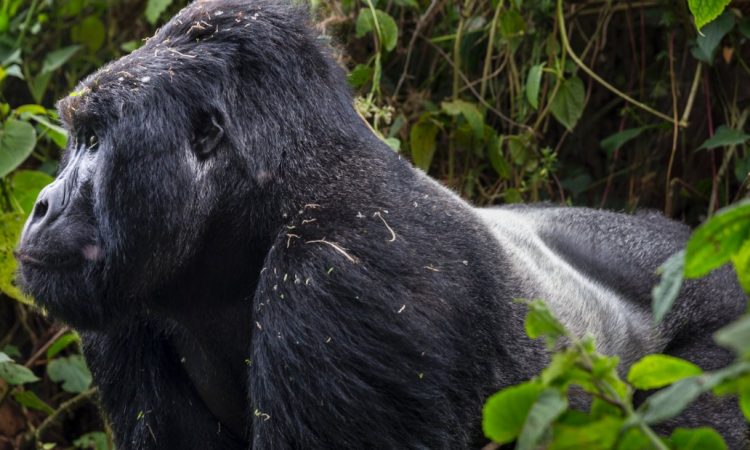 Best Gorilla Trekking Destination In Africa