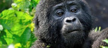 6 days Uganda and Rwanda safari