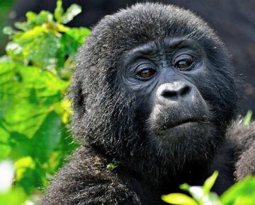 6 days Uganda and Rwanda safari