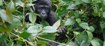 9 Days Best of Congo safari