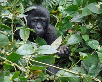 9 Days Best of Congo safari