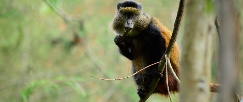 9 Days Uganda Rwanda Primate safari