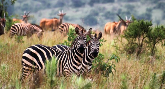 11 Days Kahuzi Biega Virunga and Akagera national park safari