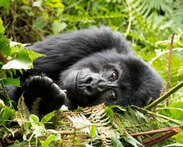 11 Days Kahuzi Biega Virunga and Akagera national park safari