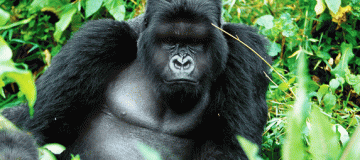 How hard is Gorilla Trekking in Uganda, Rwanda and DR Congo