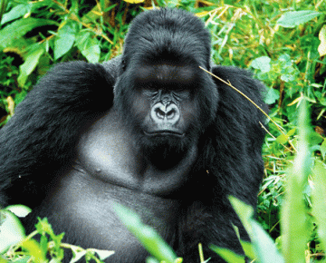 6 days Uganda primate safari