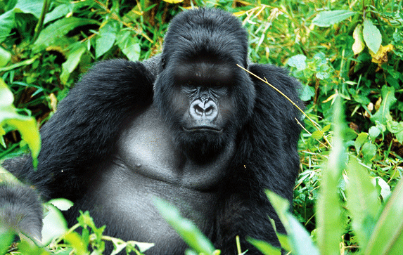 6 days Uganda primate safari