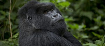 Gorilla trekking permits in Rwanda during Corona Virus