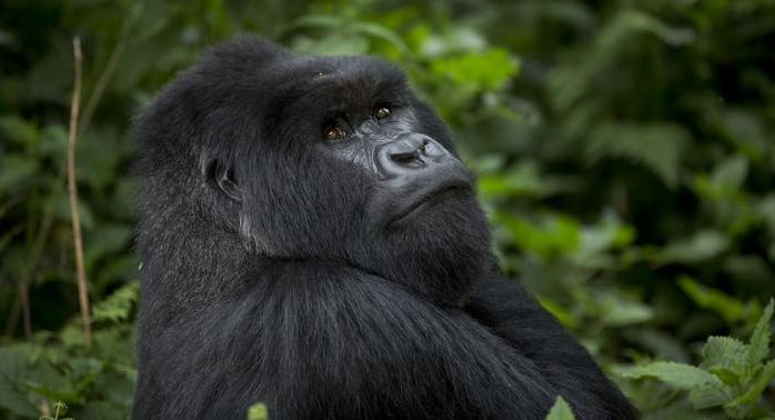 Gorilla trekking permits in Rwanda during Corona Virus