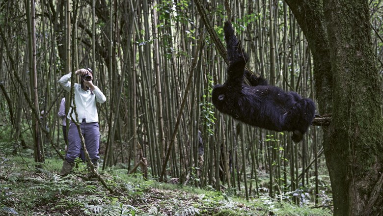 Gorilla trekking permits in Rwanda during Corona Virus