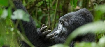 3 DAYS RWANDA GORILLA SAFARI FROM UGANDA