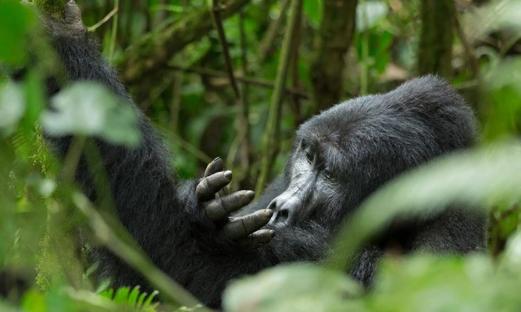 3 DAYS RWANDA GORILLA SAFARI FROM UGANDA