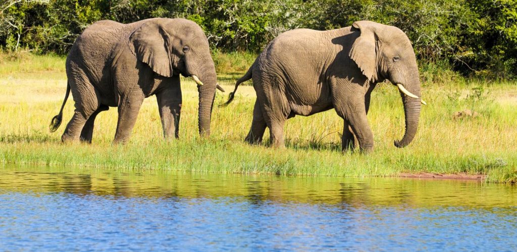 Akagera national park - Savannah park of Rwanda