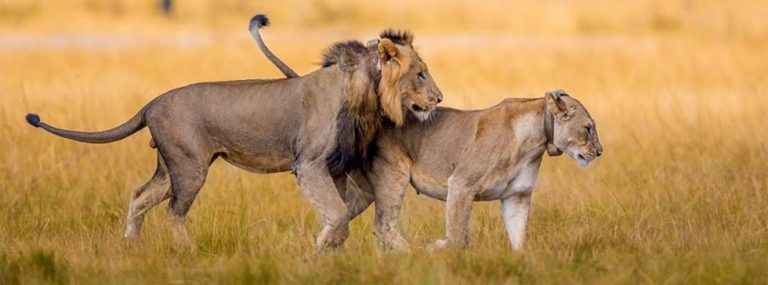Akagera national park – Savannah park of Rwanda