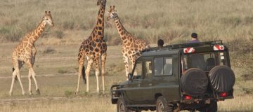  Major Activities to do in Akagera National Park