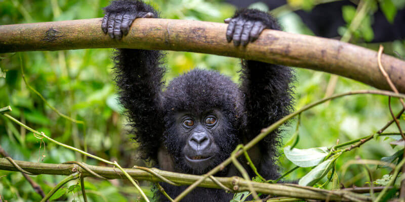 3 Days Rwanda Gorilla Safari From Uganda