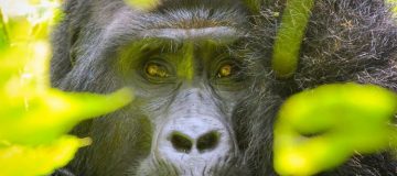 11 Days Virunga Expedition