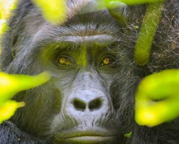 11 Days Virunga Expedition