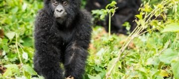 2 Days Jomba Community Camp and Gorilla trek