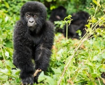 2 Days Jomba Community Camp and Gorilla trek