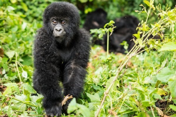 2 Days Jomba Community Camp and Gorilla trek