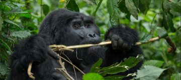 5 Days Bwindi Gorilla Trekking & Masai Mara Wildlife Safari