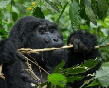 5 Days Bwindi Gorilla Trekking & Masai Mara Wildlife Safari