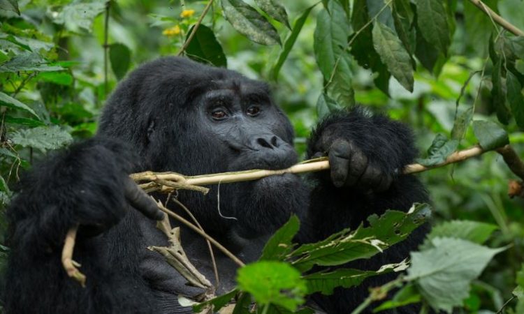 5 Days Bwindi Gorilla Trekking & Masai Mara Wildlife Safari