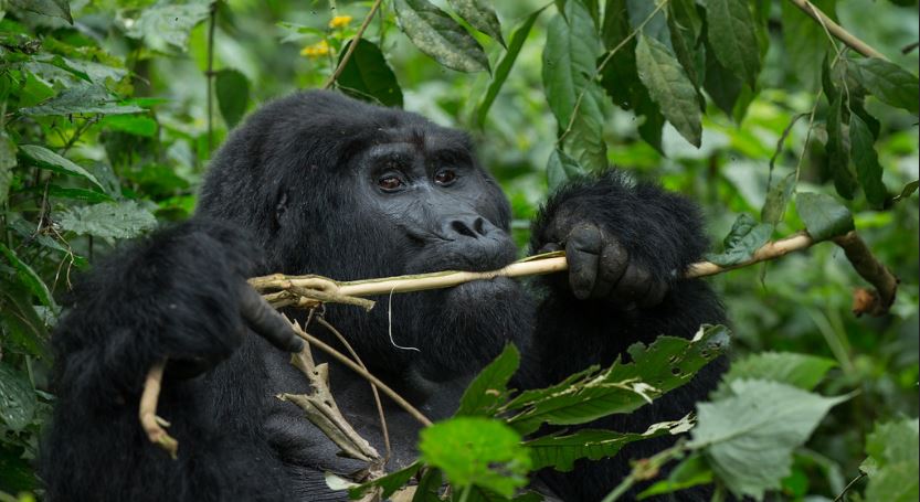 Gorilla Trekking in Uganda during COVID-19