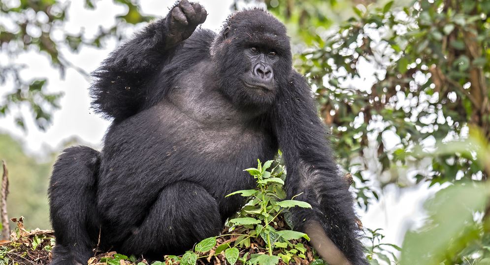5 Days Volcanoes & Masai Mara National Parks Safari