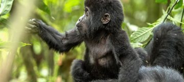 6 Days Rwanda Gorilla Trekking & Tanzania Wildlife tour