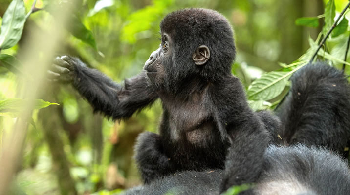 6 Days Rwanda Gorilla Trekking & Tanzania Wildlife tour