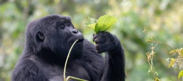 7 Days Uganda Gorilla Trekking & Tanzania Wildlife tour